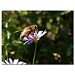 Fotokarte Blumen 130