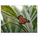 Fotokarte Schmetterlinge 01