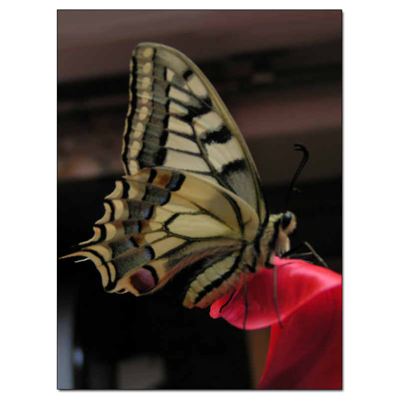 Fotokarte Schmetterlinge 10