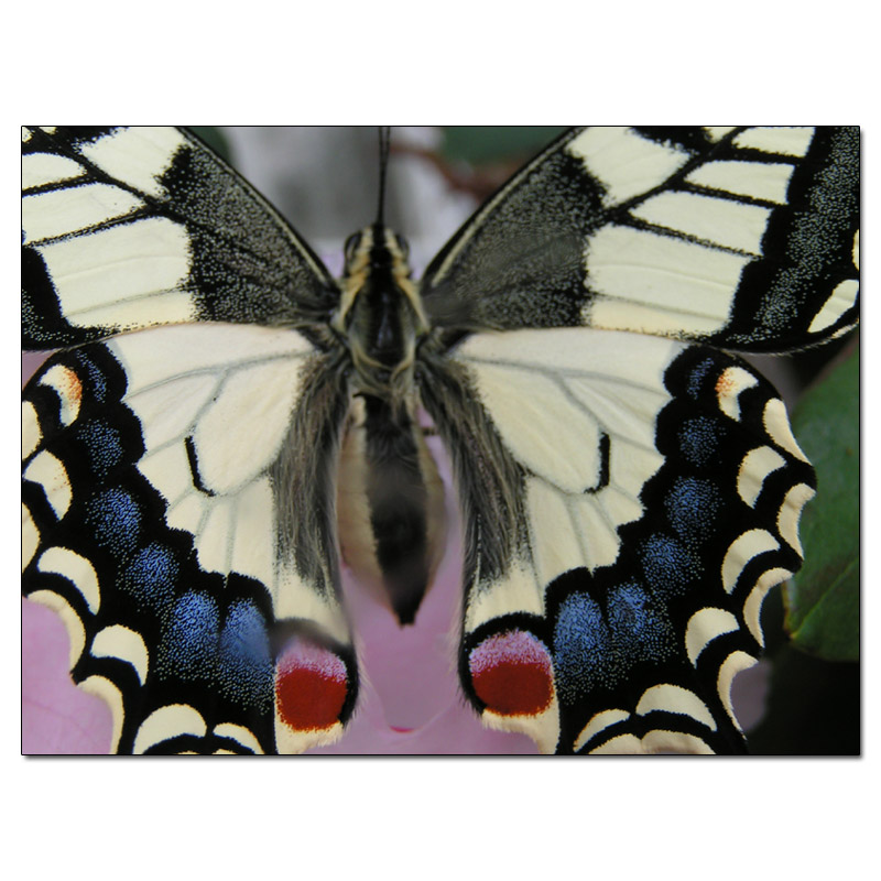 Fotokarte Schmetterlinge 12